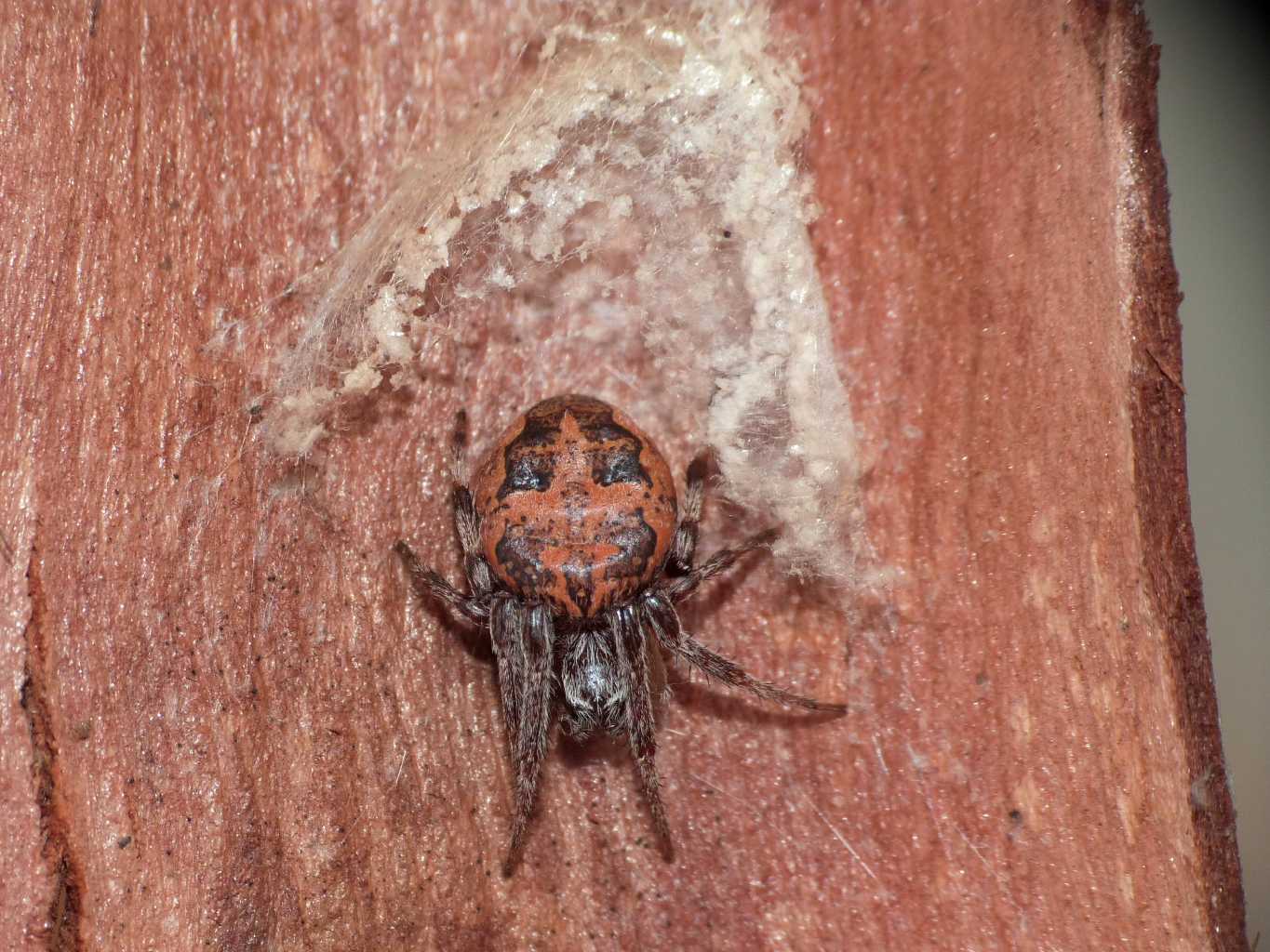 Larinioides cornutus - Ostia (RM)